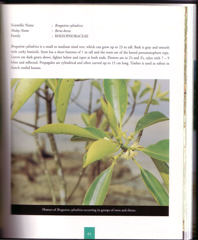 Mangroves of Terengganu - aus dem Buch